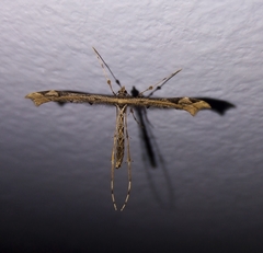 Stenoptilodes sematodactyla