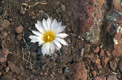 Thelocactus hexaedrophorus hexaedrophorus