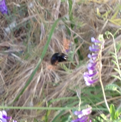 Valley carpenter bee