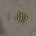 Nephrocytium agardhianum - Photo (c) Gone But Not Forgotten - R.I.P, some rights reserved (CC BY-NC), uploaded by Gone But Not Forgotten - R.I.P