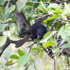 Crotophaga sulcirostris
