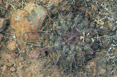 Thelocactus hexaedrophorus hexaedrophorus