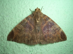 Pindara illibata
