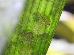 Hyalinobatrachium valerioi image