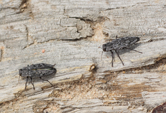 Chrysobothris dentipes