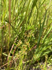 Cyperus bipartitus