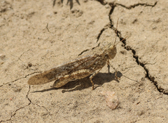 Trimerotropis fratercula