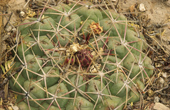 Thelocactus hexaedrophorus hexaedrophorus