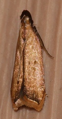 Dichomeris heriguronis
