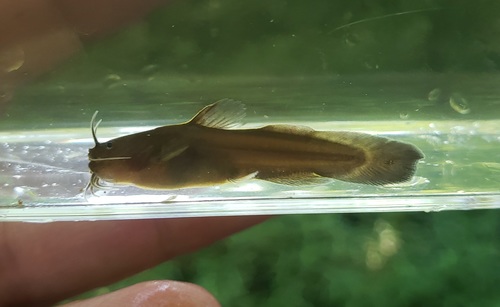 Tadpole Madtom