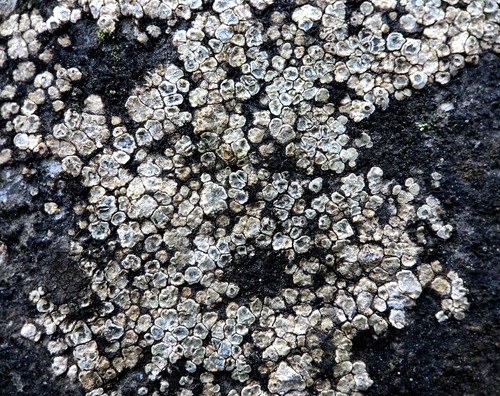 Chiseled Sunken Disk Lichen