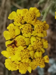 Achillea tomentosa