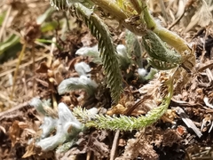 Achillea tomentosa