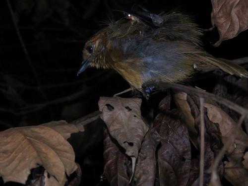 Plain-winged Antshrike (Thamnophilus schistaceus), photo 8