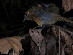 Thamnophilus schistaceus