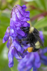 Bombus terricola image