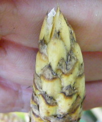 Wittmackia urbaniana