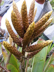Wittmackia urbaniana
