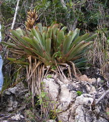 Wittmackia urbaniana
