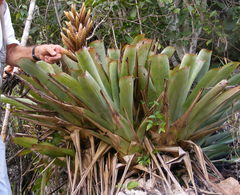 Wittmackia urbaniana