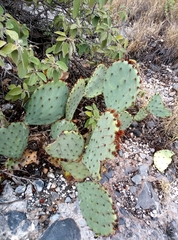 Opuntia dulcis