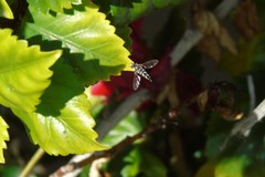 Allograpta piurana