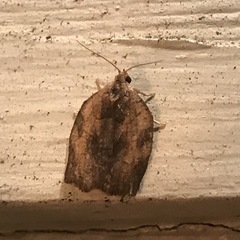 Choristoneura fractivittana