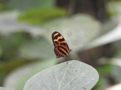 Mechanitis lysimnia utemaia