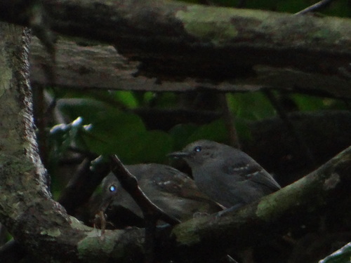 Mouse-colored Antshrike (Thamnophilus murinus), photo 5