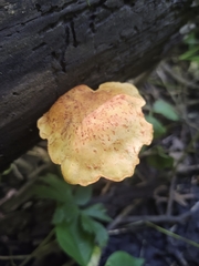 Pleuroflammula multifolia