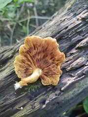 Pleuroflammula multifolia