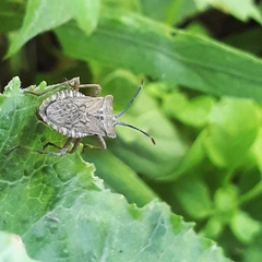 Acanonicus hahni