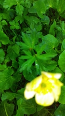 Trollius