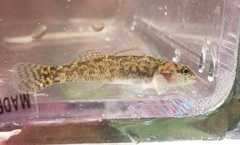 Stripetail Darter photo 2
