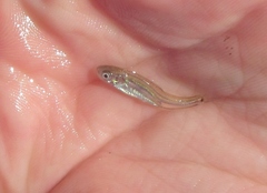 Coregonus clupeaformis