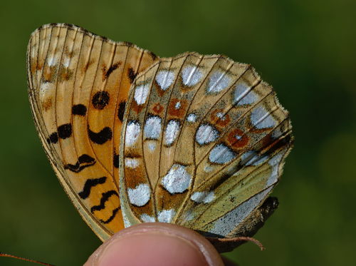 High Brown Fritillary photo 3