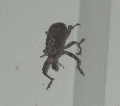 Gasterocercus depressirostris