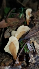 Cudoniaceae