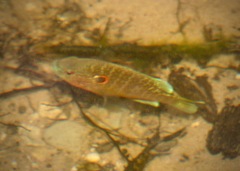 Lepomis peltastes