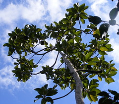 Casasia longipes