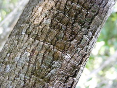 Casasia longipes