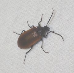 Pseudocistela ceramboides