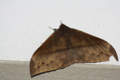 Ischyja manlia