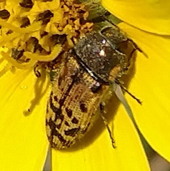Acmaeodera mixta