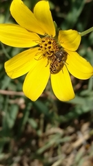 Acmaeodera mixta