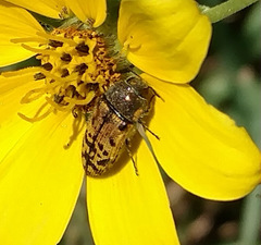 Acmaeodera mixta