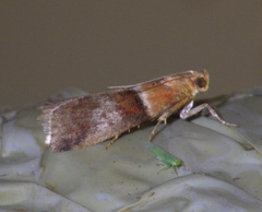 Acrobasis repandana