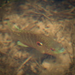 Lepomis peltastes