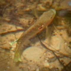 Lepomis peltastes