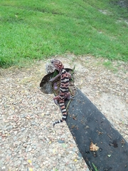 Coleonyx